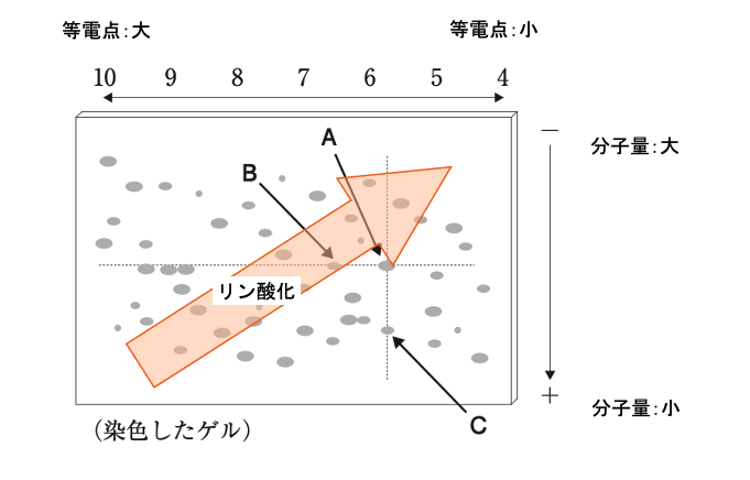 解説画像